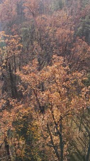 Vertical Video of a Forest with Trees During the Day