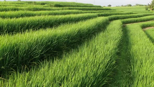 A Drone Flying Over Rice Plantations in Bali