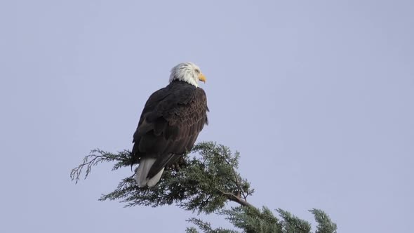 Bald Eagle on Treetop Looking Around