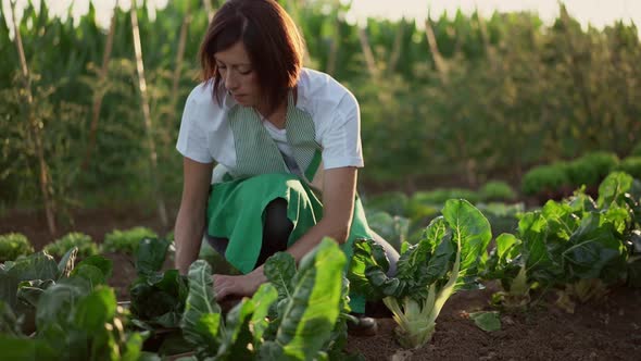 Woman working in a vegetable garden