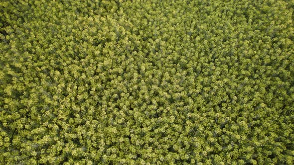 zenith slow shot of green trees field. drone overfly. pattern. aerial shot. slow