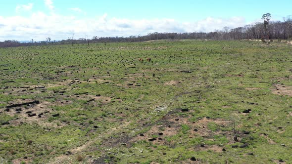 Aerial footage of wild horses standing in an open field in regional Australia