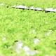 Dolly shot of organic freshness vegetables hydroponic green house soiless water system - VideoHive Item for Sale