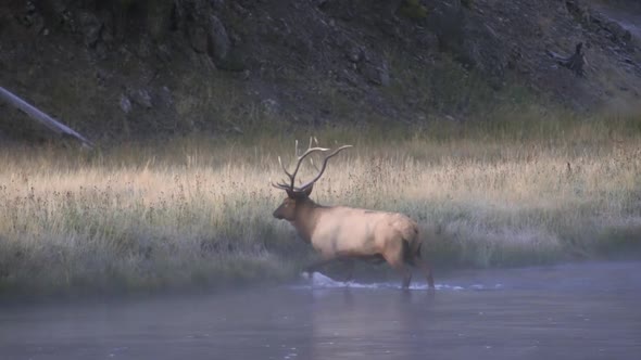 Bull Elk climbing out of river at dawn