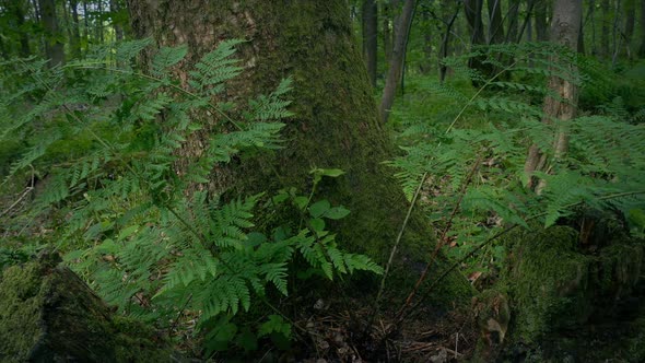 Passing Ferns On Tree Stump In The Woods