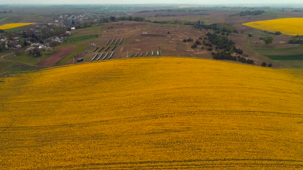 Rapeseed Fields at Sunny Day