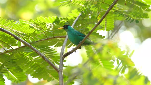 A male Green Honeycreeper jumps onto a branch in the rain forest, Chlorophanes spiza