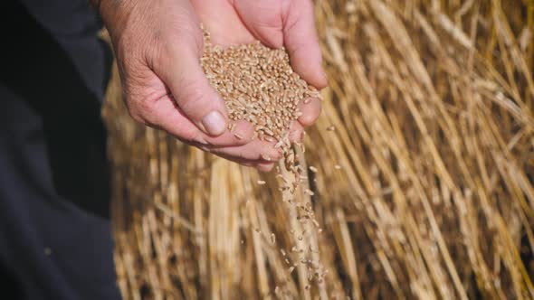 Hands of Adult Farmer Touching and Sifting Wheat Grains in a Sack. Wheat Grain in a Hand After Good