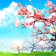 Cherry Blossom Petals Falling Down During The Day (4K) - VideoHive Item for Sale