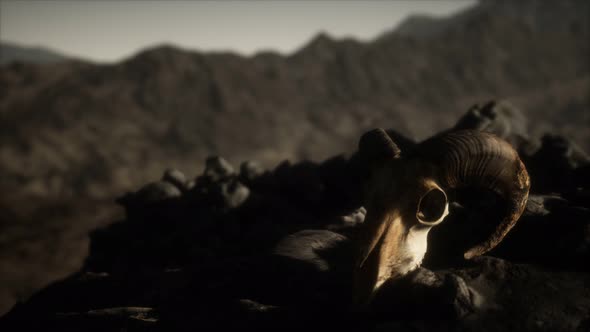 European Mouflon Ram Skull in Natural Conditions in Rocky Mountains