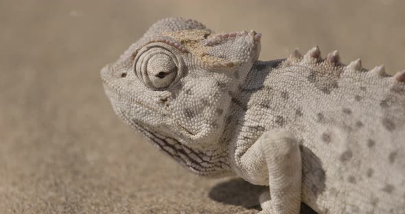 Chameleon Chewing Food