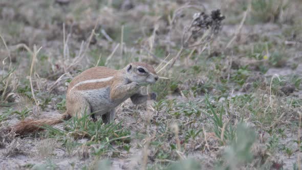 African ground squirrel eating grass 