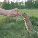 Close-up of a Woman's Hand Feeding Vegetables Little Gopher - VideoHive Item for Sale