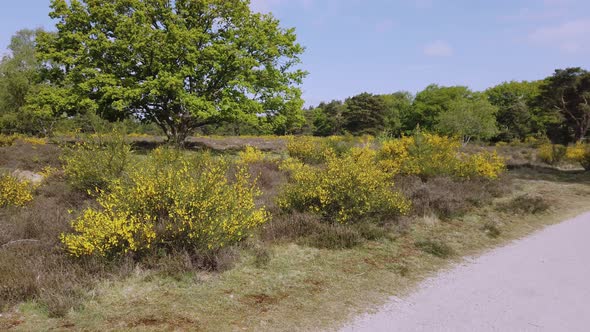 Broom in bloom at the heather of Hilversum in the Netherlands