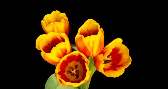 Yellow Red Tulips. Close-up of a Bouquet of Tulips on a Black Background. Beautiful Bouquet of