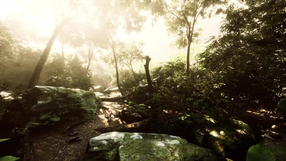 Time Lapse of a Tropical Jungle in the Mountains of Puerto Rico