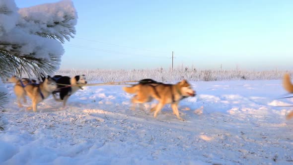 Dogs Harnessed By Dogs Breed Husky Pull Sled with People, Slow Motion, Video Loop