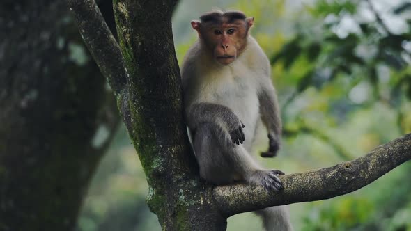 A Monkey Resting On The Branch Of A Tree Scratching Its Body In India - Close Up Shot