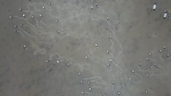 Top down view Asian openbill rest and fly near the flooded area of paddy field