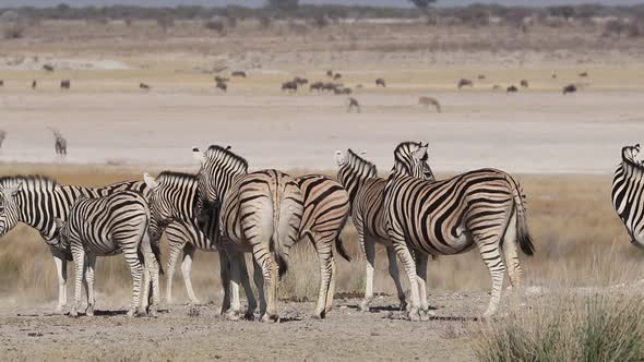 Plains Zebra Herd - Etosha National Park