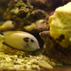 FISH HIDING IN THE CORAL - VideoHive Item for Sale