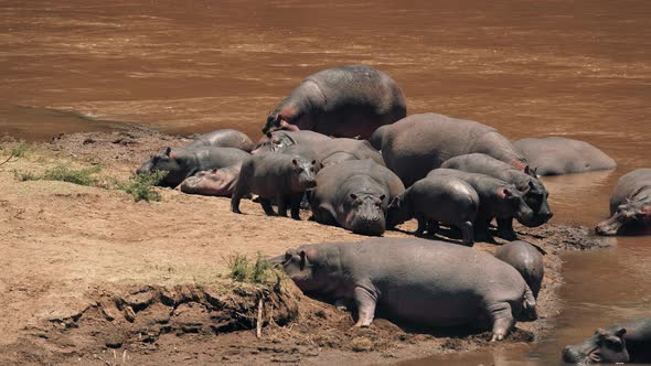 Hippos in a River