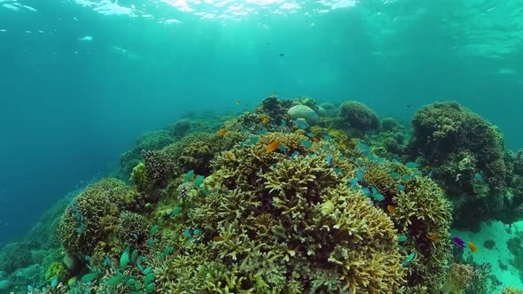 The Underwater World of a Coral Reef