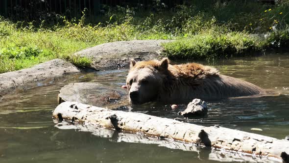 Brown Bear Plays in the Pond in the Reserve and Funny Swimming in the Water