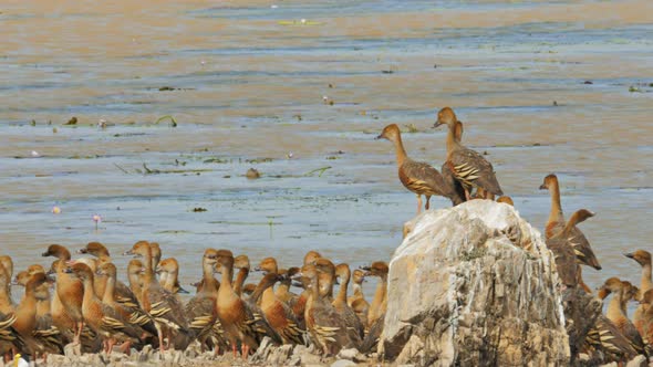 close up of plumed whistling duck standing on a rock at a billabong