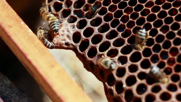 Close-up of honey bee frame covered with bees