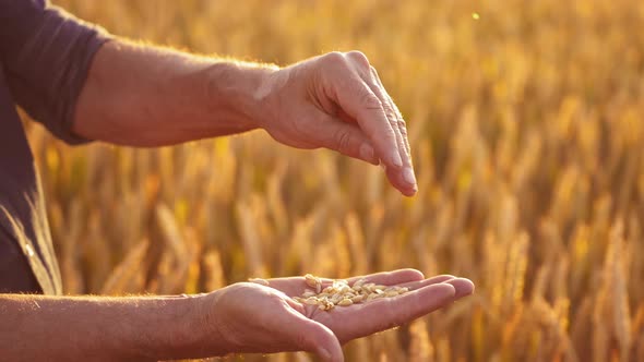 Ripe grains in man's hands. Farmer holding seeds in hands and looking at ripeness of crop