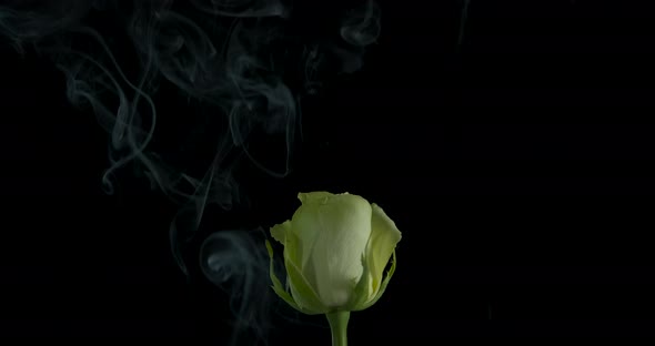 Rose in the Smoke
