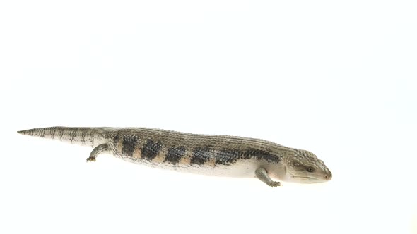 Eastern Blue Tongue Lizard Tiliqua Scincoides Isolated on White.