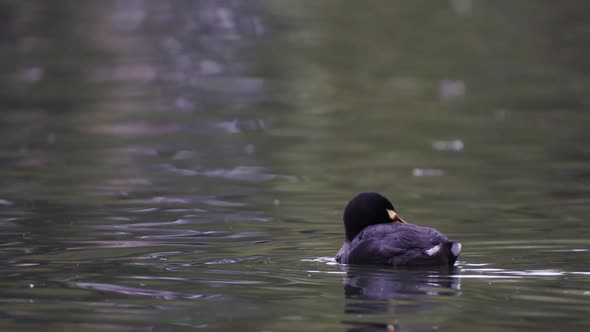 Close up of a red-gartered coot grooming its black feathers with its beak while swimming on a lake.