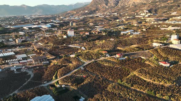 Dry Banana Plantations Aerial View 4 K Alanya Turkey