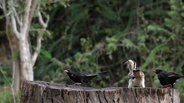 Birds at the Feeder, Superb Starling, Red-billed Hornbill, Group in flight, Tsavo Park in Kenya