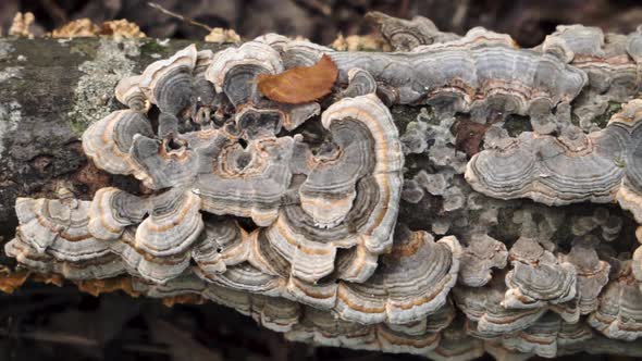 Panning Over Wild Turkey Tail Mushrooms