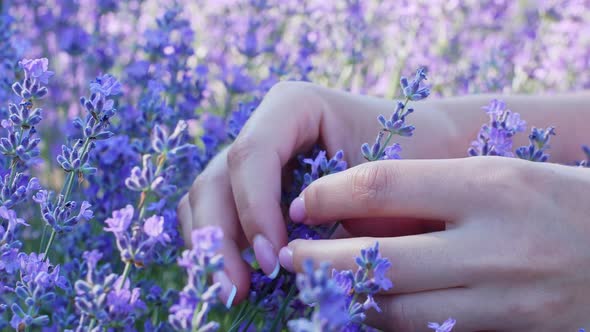 The woman's hand gently touches the flowers of the lavender field.