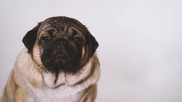 Portrait of Beautiful Pug on White Background