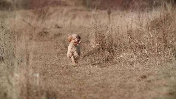 Little Cute Toy Puddle Dog Running Fast in a Spring Field