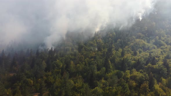 Fire in the forest aerial view. Cinematic aerial shot fire in the forest.