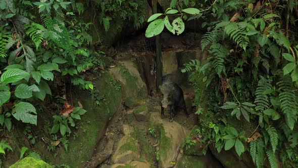 Drone shot that slowly zooms out on a white lipped peccary in the rainforest