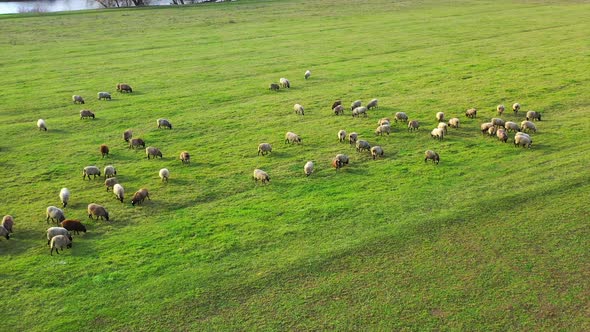 Aerial drone shot flying over a flock of sheep. Sheep eat grass in the pasture.