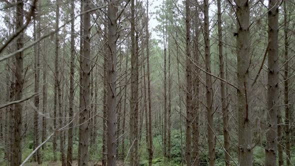 Aerial flying through a pine tree forest