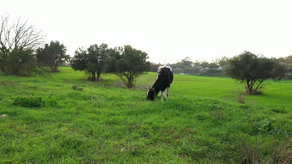 Black And White Cow In The Meadow