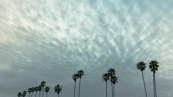 Dark cloud cover over row of palm trees time lapse alt