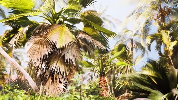 Tropical Garden with Palm Trees in Sun Rays