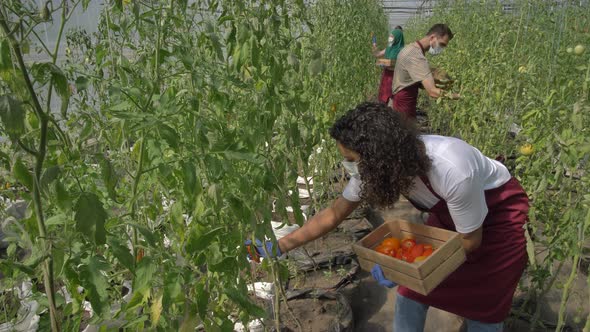 Diverse Farm Workers in Masks Harvesting Tomatoes