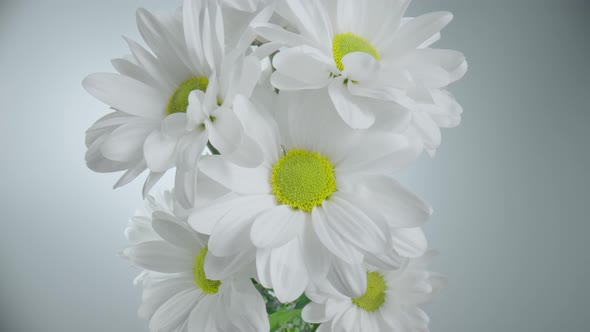 Bouquet of White Chrysanthemums with Green Leaves on White Studio Background