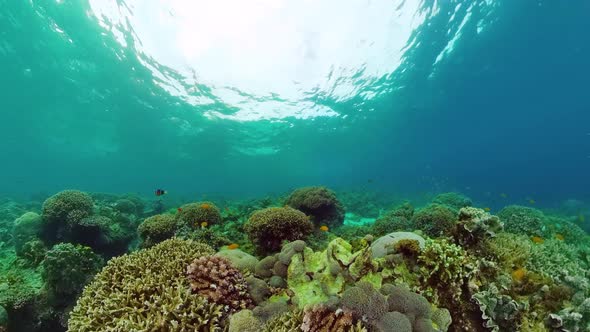 Coral Reef and Tropical Fish Underwater